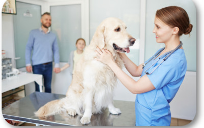 What is the Best Way to Pick a Veterinarian?