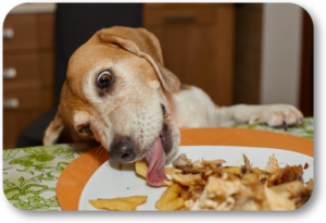 Stop my dog from taking food from the table