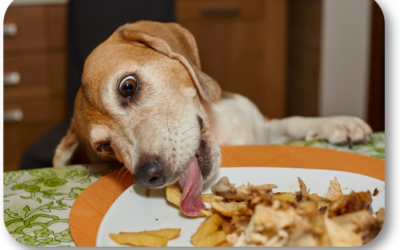 Why Is My Dog Stealing Food from the Table and How Do I Stop It?