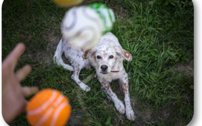 Is Playtime Important for Me and My Dog’s Relationship?