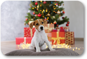 Understand what you need to consider before giving a puppy as a Christmas gift.