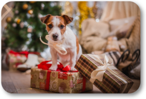 Make Christmas Day Special for your Dog and Entire Family
