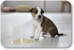 Potty training your new puppy