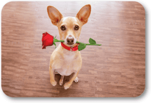Share a wonderful Valentine's Day with your dog