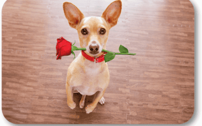 How Can I Make My Dog’s Valentine’s Day Special?