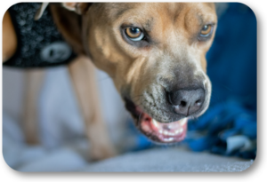 :earn how to take care of your dog's food aggression 