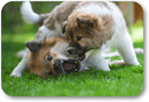 Identify and resolve your dogs' sibling rivalry issues
