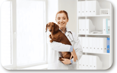 How Can I Let My Dog Know That the Vet Hospital is OK?