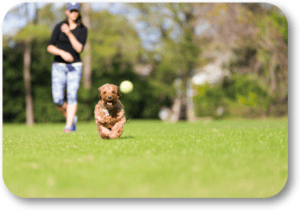 Keep your dog safe this summer when playing outside