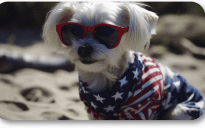 What Can I Do for My Dog this July 4th?