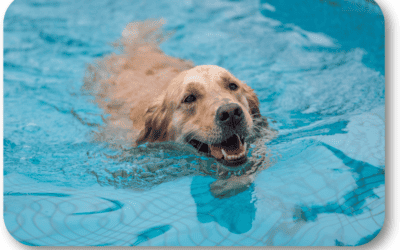 How Do I Have a Calm Dog Around and In the Pool?
