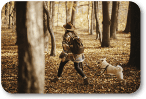 Prepare your dog for a safe walk in the woods