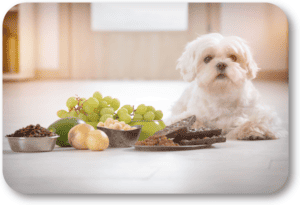 Keep your dog safe from poisons around the house