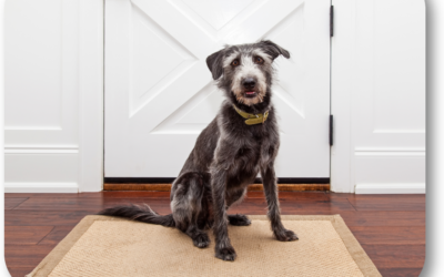 How Do I Teach My Dog Front Door Manners?
