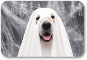 Keep your dog safe and happy on Halloween
