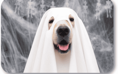What Are Some Good Halloween Safety Tips for my Dog?
