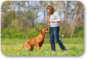 Use proper body language to get your dog's attention