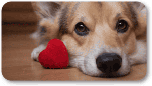 Spend a great time with your dog on valentine's Day.
