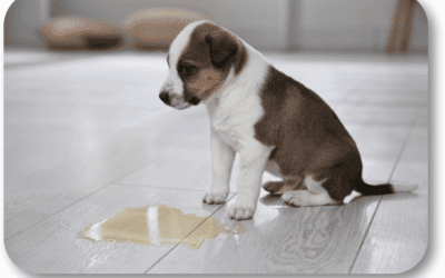 How Should I Work with My New Puppy on Potty Training?