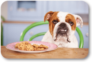 Learn how to stop your dog from stealing and begging at the table