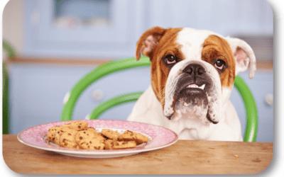 What Do I Do When My Dog Is Stealing Food from the Table?