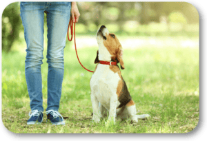 Pick the leash that is best for your dog