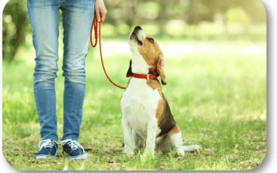 How Do I Choose the Right Leash for My Dog?