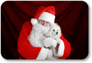 There are many things you should consider before giving a puppy as a Christmas gift