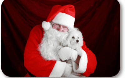 Should I Give a Puppy as a Christmas Present?