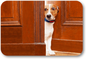 Solutions for your dog's separation anxiety