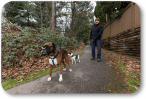 Properly walk a large and crazy dog on a leash