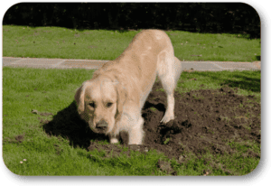 Stop your dog digging in the back yard