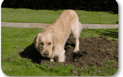 What Can I Do to Stop My Dog Digging Holes in the Yard?