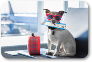 Keep your dog safe while you travel on vacation this summer